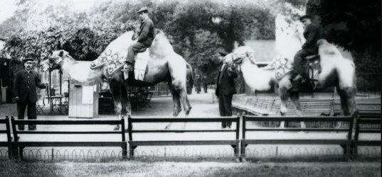 Kamele, geschmückt für die Friedensfeierlichkeiten, 19. Juli 1919